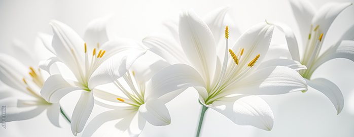 White Lilies